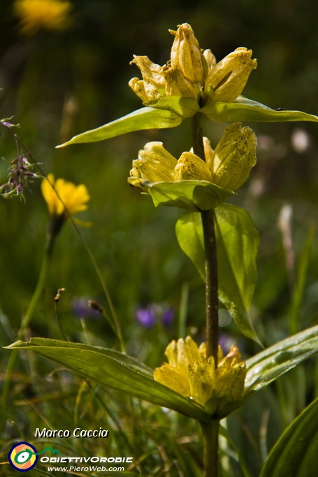 06_Genziana punteggiata.JPG